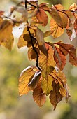 Beech, Copper beech, Fagus sylvatica purpurea, Backlit veined leaves with raindrops.