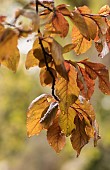 Beech, Copper beech, Fagus sylvatica purpurea, Backlit veined leaves with raindrops.