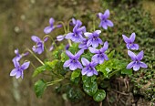 Violet, Dog violet, Viola riviniana, Cluster of mauve flowers on mossy rocks in the rain.