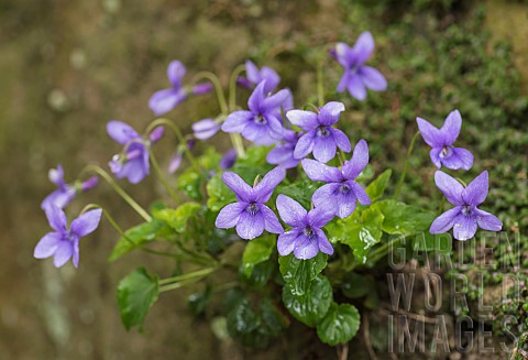Violet_Dog_violet_Viola_riviniana_Cluster_of_mauve_flowers_on_mossy_rocks_in_the_rain