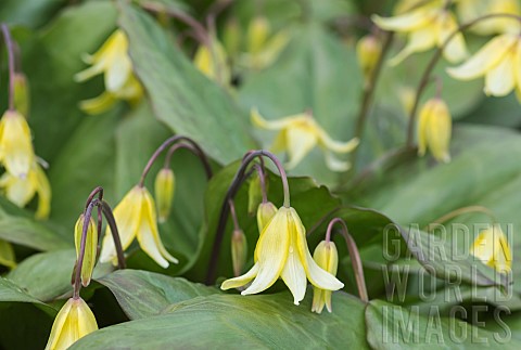 Bellwort_Sessile_bellwort_Uvularia_sessilifolia_Bell_shaped_yellow_flowers_growing_outdoor