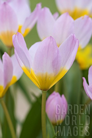 Tulip_Tulipa_Group_of_pink_flowers_with_yellow_centres_growing_outdoor