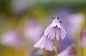 Snowbell, Soldanella Sudden Spring, Mauve coloured flower growing outdoor.