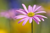 Anemone, Pink flower growing outdoor.