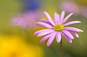 Anemone, Pink flower growing outdoor.