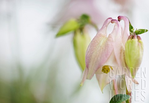 Aquilegia_Columbine_Ranunculaceae_Single_delicate_pink_flower_showing_stamens__bud_growing_outdoor