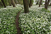 Wild garlic, Ramsons, Allium ursinum; Carpet of tiny white flowers in woodland with path.