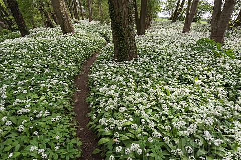 Wild_garlic_Ramsons_Allium_ursinum_Carpet_of_tiny_white_flowers_in_woodland_with_path