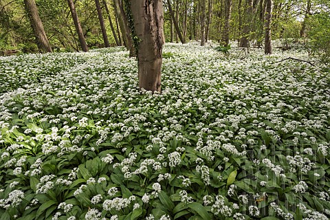 Wild_garlic_Ramsons_Allium_ursinum_Carpet_of_tiny_white_flowers_in_woodland