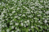 Wild garlic, Ramsons, Allium ursinum; Carpet of tiny white flowers in woodland.