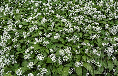 Wild_garlic_Ramsons_Allium_ursinum_Carpet_of_tiny_white_flowers_in_woodland