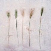 FIVE STEMS OF BARLEY