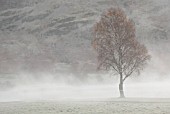 TREE IN LANDSCAPE