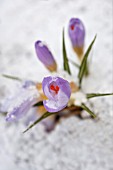 CROCUS, CROCUS