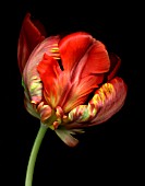 TULIPA BIRD OF PARADISE