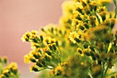 SOLIDAGO, GOLDEN ROD