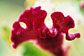 CELOSIA ARGENTEA, COCKS COMB