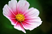 COSMOS BIPINNATUS, COSMOS