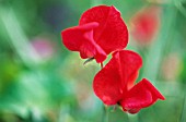 LATHYRUS ODORATUS, SWEET PEA