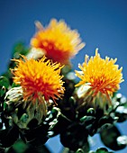 CARTHAMUS TINCTORIUS, SAFFLOWER