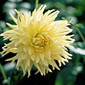 DAHLIA, DAHLIA