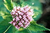 VALERIAN OFFICINALIS, VALERIAN - COMMON VALERIAN