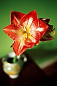 HIPPEASTRUM, (RED AMARYLLIS)