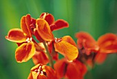 ERYSIMUM CHEIRI, WALLFLOWER