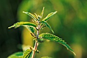 URTICA DIOICA, NETTLE