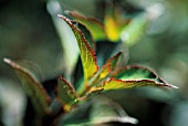 WEIGELA FLORIDA FOLIIS PURPUREIS, WEIGELA