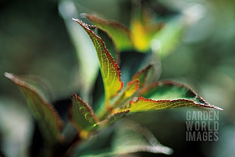 WEIGELA_FLORIDA_FOLIIS_PURPUREIS_WEIGELA