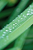 WATER DROPLET ON  BLADE OF GRASS