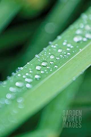 WATER_DROPLET_ON__BLADE_OF_GRASS