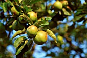 MALUS DOMESTICA, APPLE