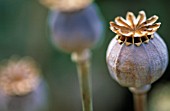 PAPAVER SOMNIFERUM, POPPY - OPIUM POPPY