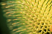 DIPSACUS FULLONUM, TEASEL