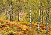 BETULA, BIRCH