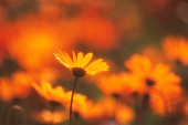 ARGYRANTHEMUM, DAISY