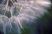 WHITE SEEDHEADS CLOSE UP