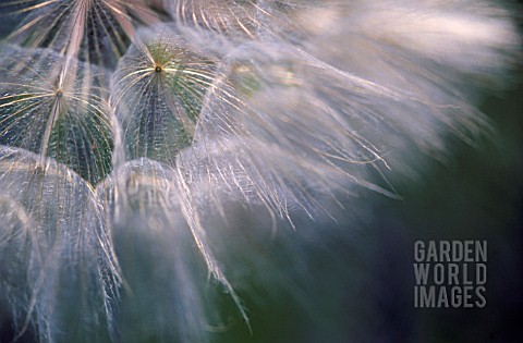 WHITE_SEEDHEADS_CLOSE_UP