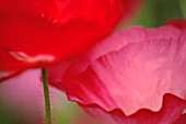 PAPAVER, POPPY