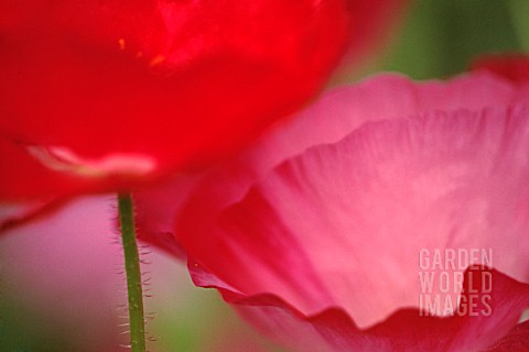 PAPAVER_POPPY