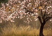 PRUNUS DULCIS, ALMOND