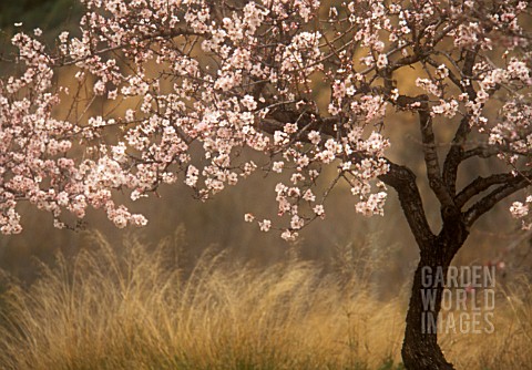 PRUNUS_DULCIS_ALMOND