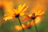 CALENDULA OFFICINALIS, MARIGOLD