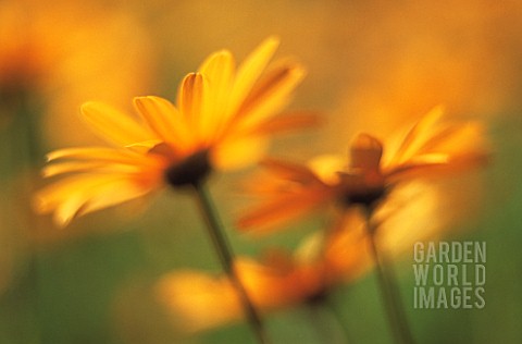 CALENDULA_OFFICINALIS_MARIGOLD