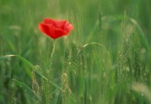 PAPAVER, POPPY