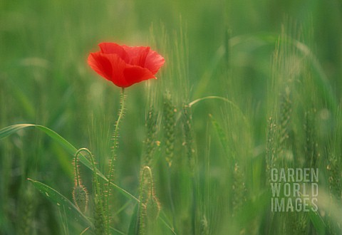 PAPAVER_POPPY