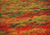 PAPAVER RHOEAS, POPPY FIELD