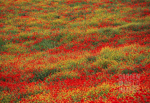 PAPAVER_RHOEAS_POPPY_FIELD